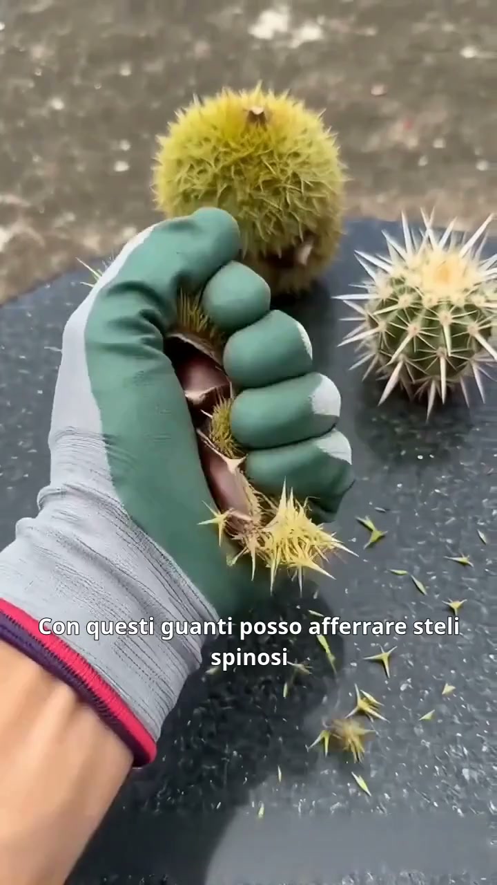 Anúncio de Curalacasa shop