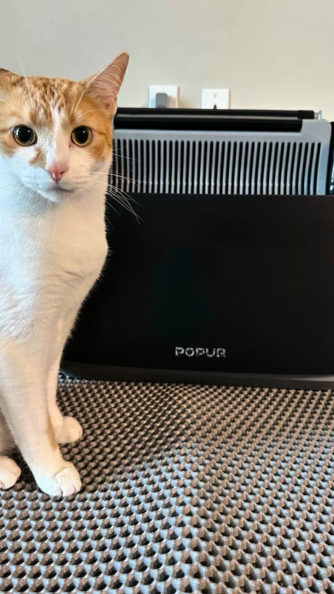 Upgrade Your Cat Care Routine
