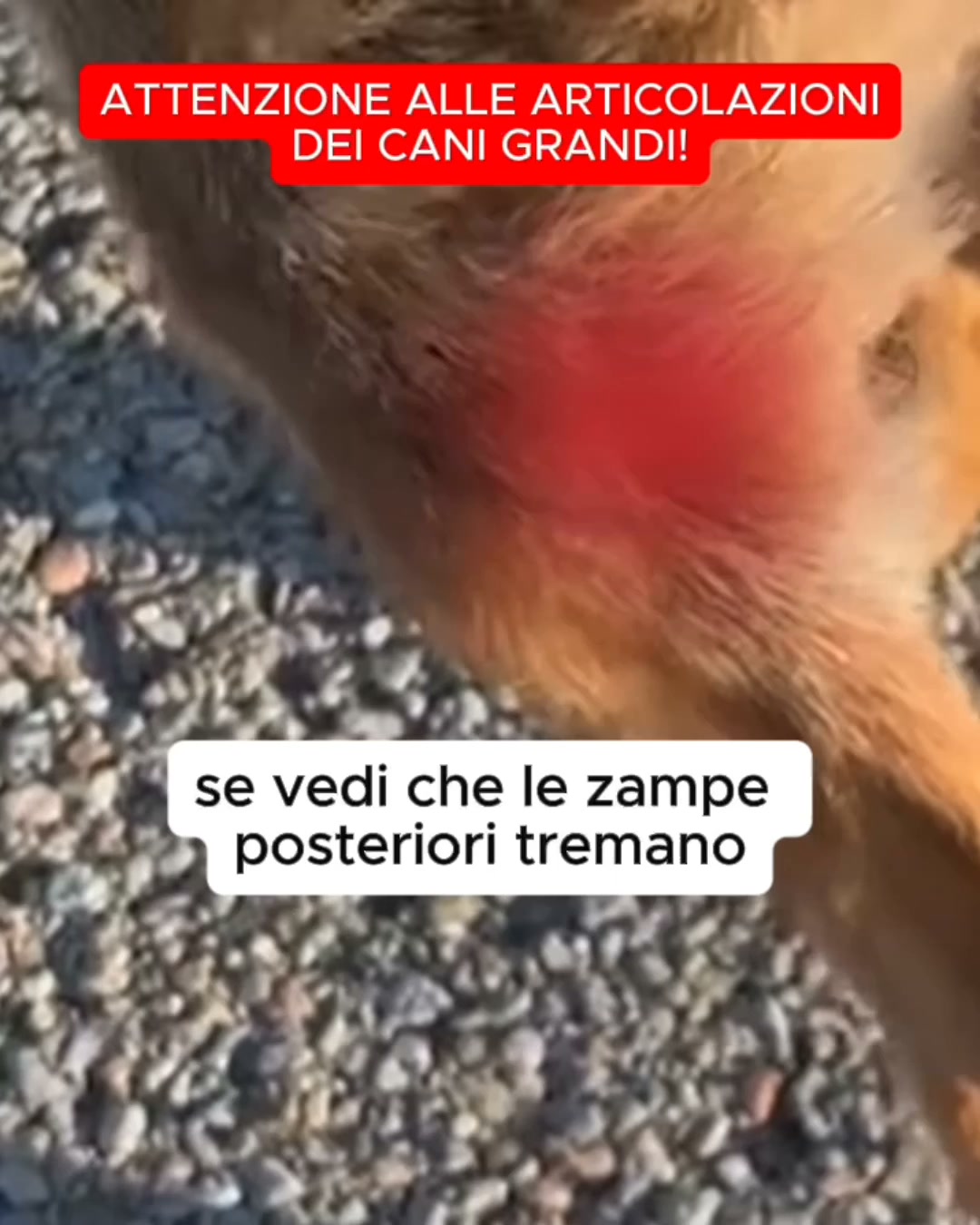 Integratore Mobilità & Articolazioni