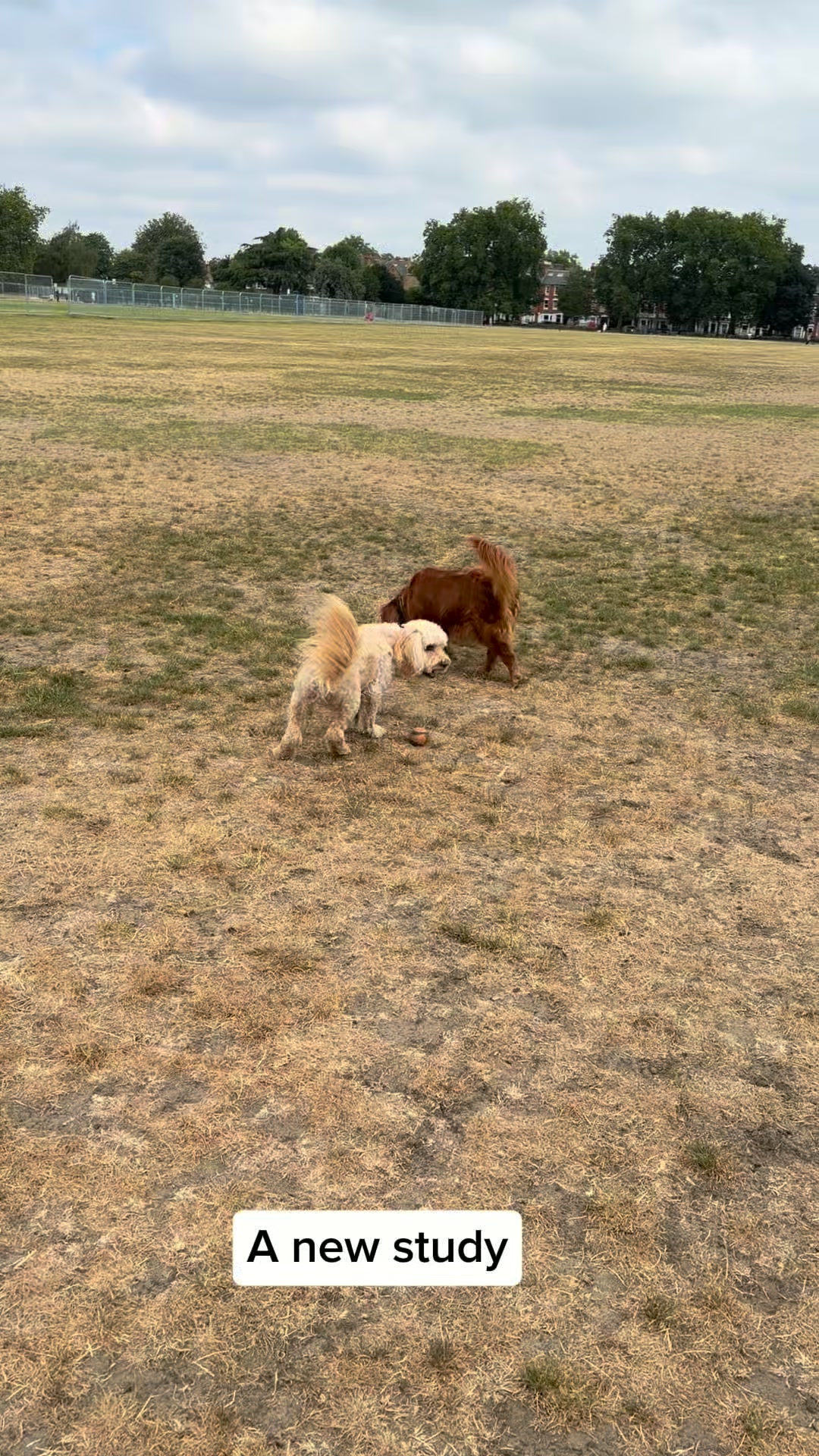 Daily Calm for Anxious Dogs