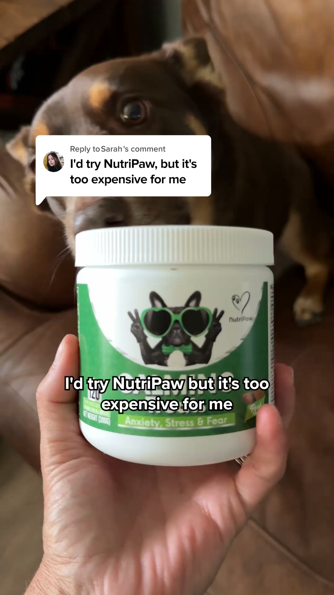 Help Your Dog Feel Safe Again.