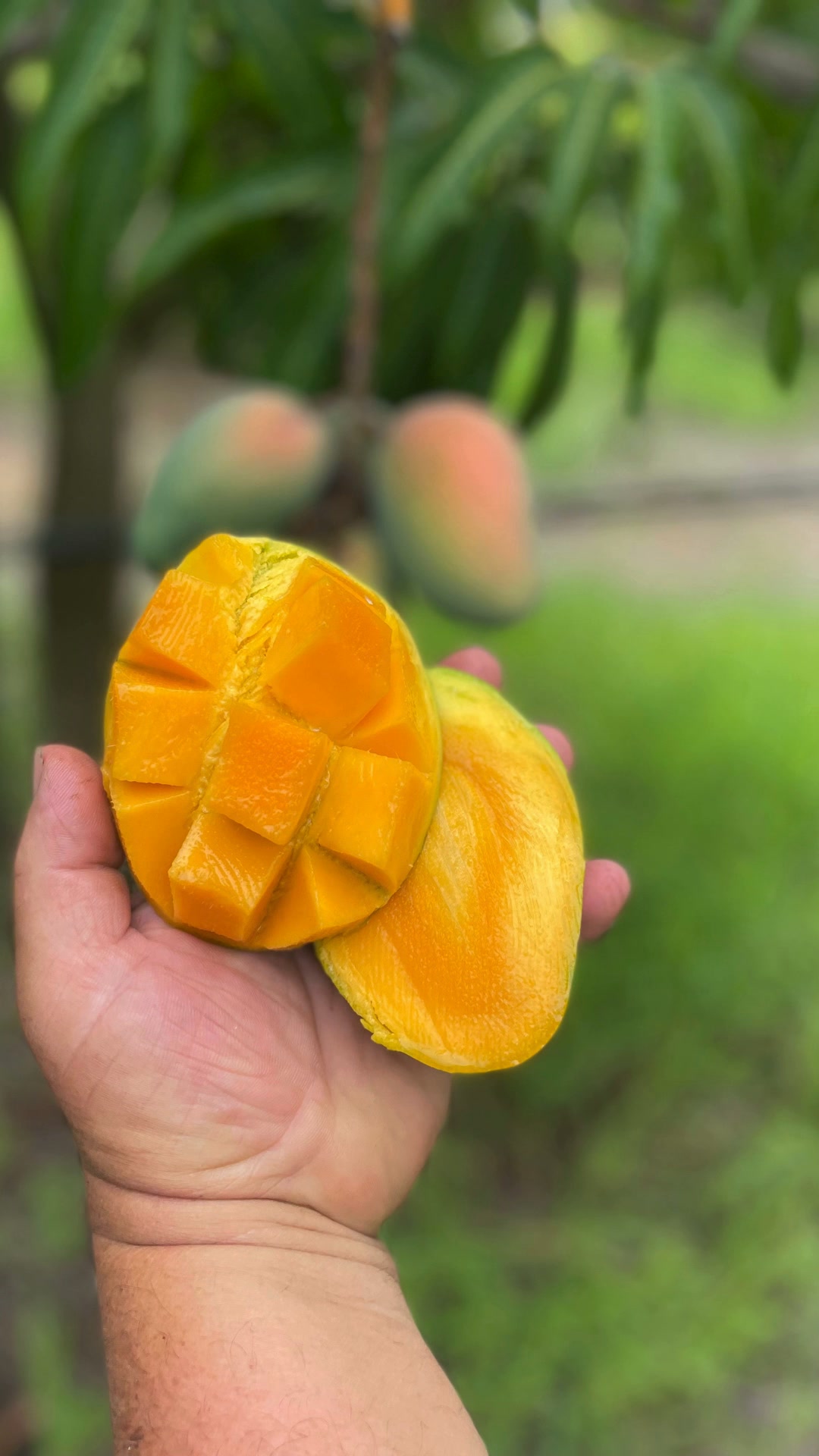Mango Glenn Siciliano – Spedizione Gratuita 4 e 9 kg