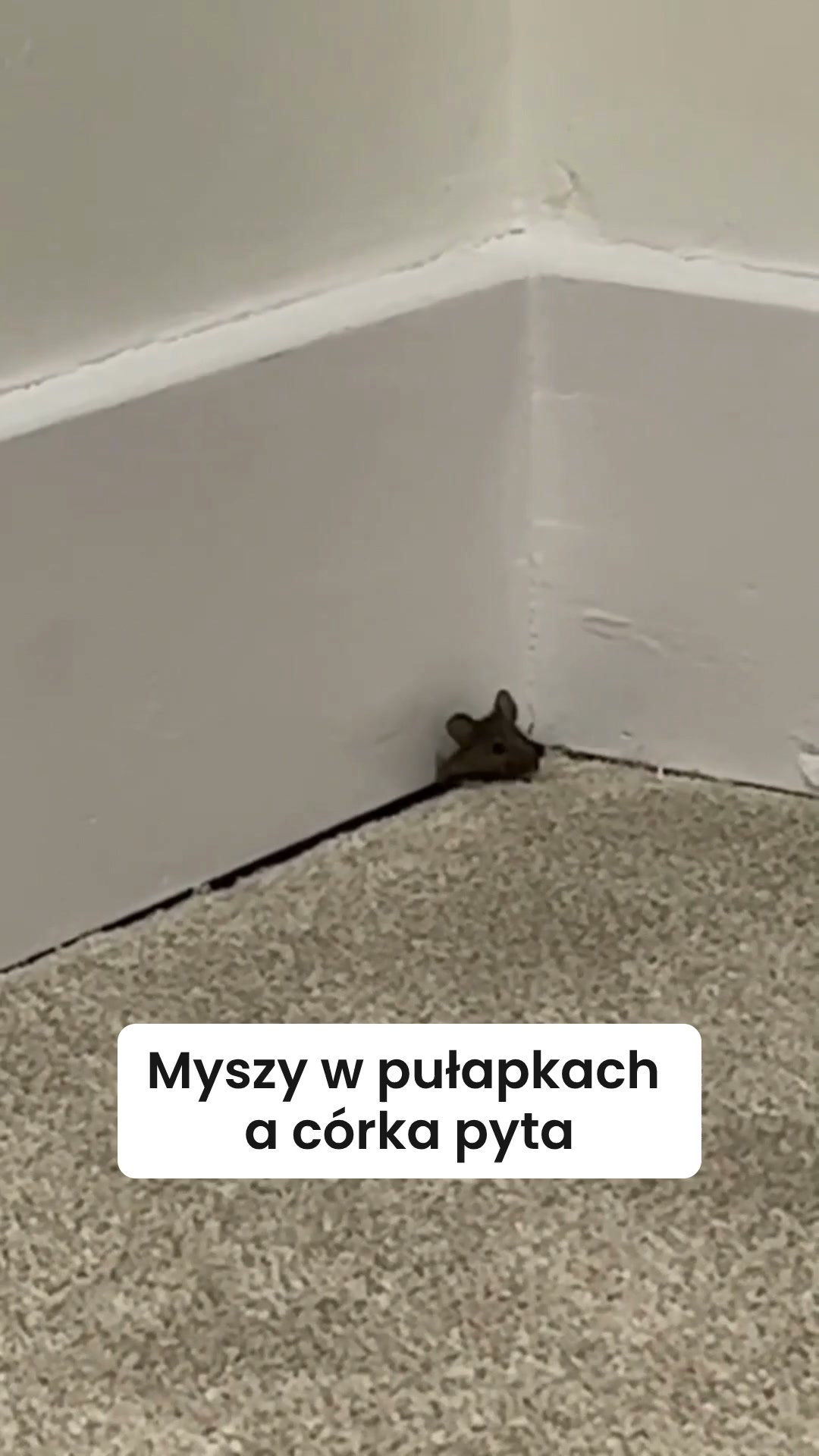 Bez pułapek i tłumaczenia dzieciom