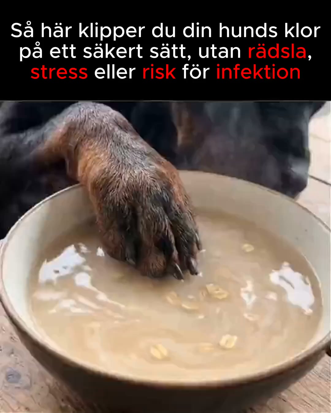 Stressfri klovård för din bästa vän!