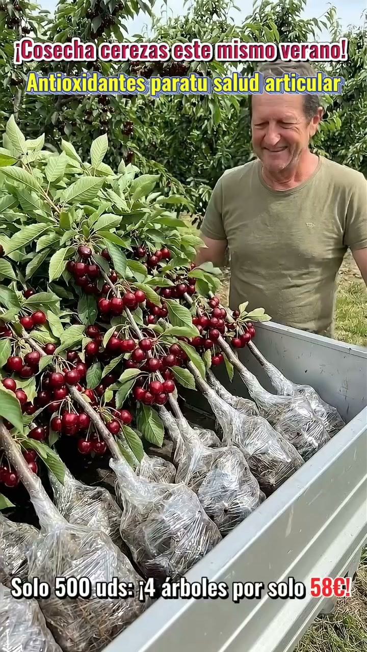 ÁRBOLES DE CEREZO AUTOFERTILES – 50% de Descuento | Planta ahora y cosecha pronto
