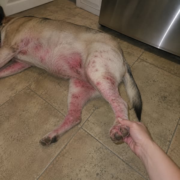 Lies das, wenn du einen Hund hast