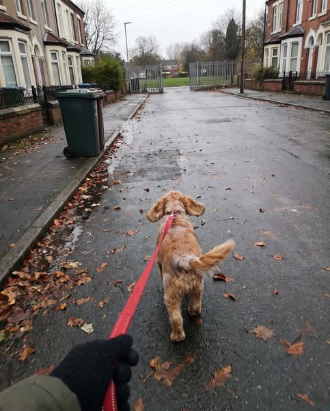 79% of dogs told "come back in six months" had this heart deficiency