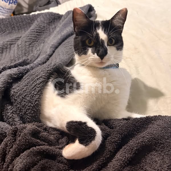 Missing Cat: Misty