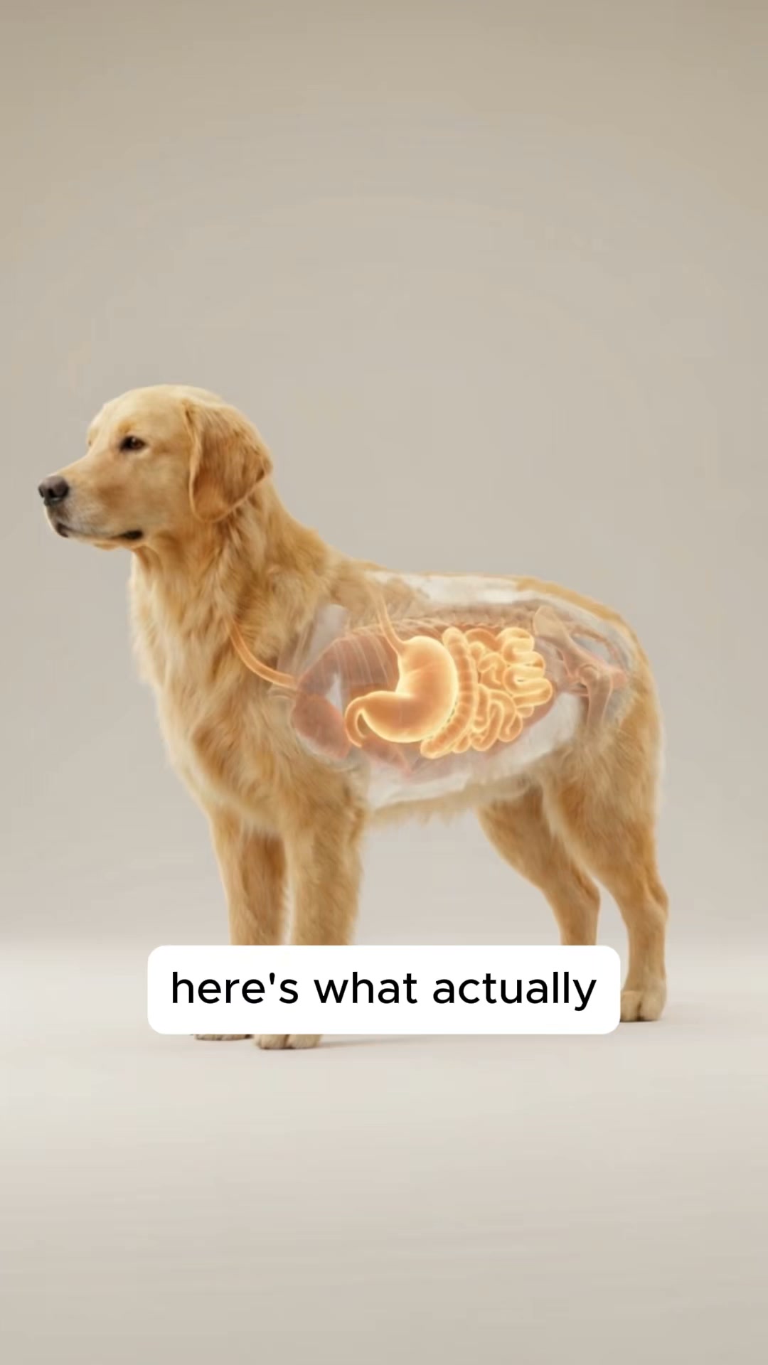 The Fastest Relief for Itchy, Smelly Dog Ears