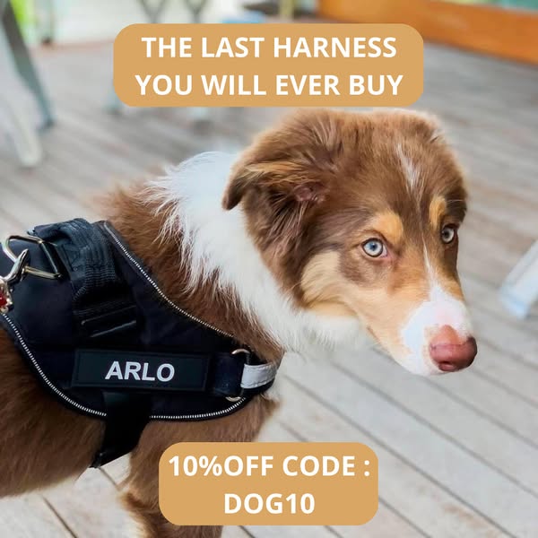 10%OFF Code : DOG10