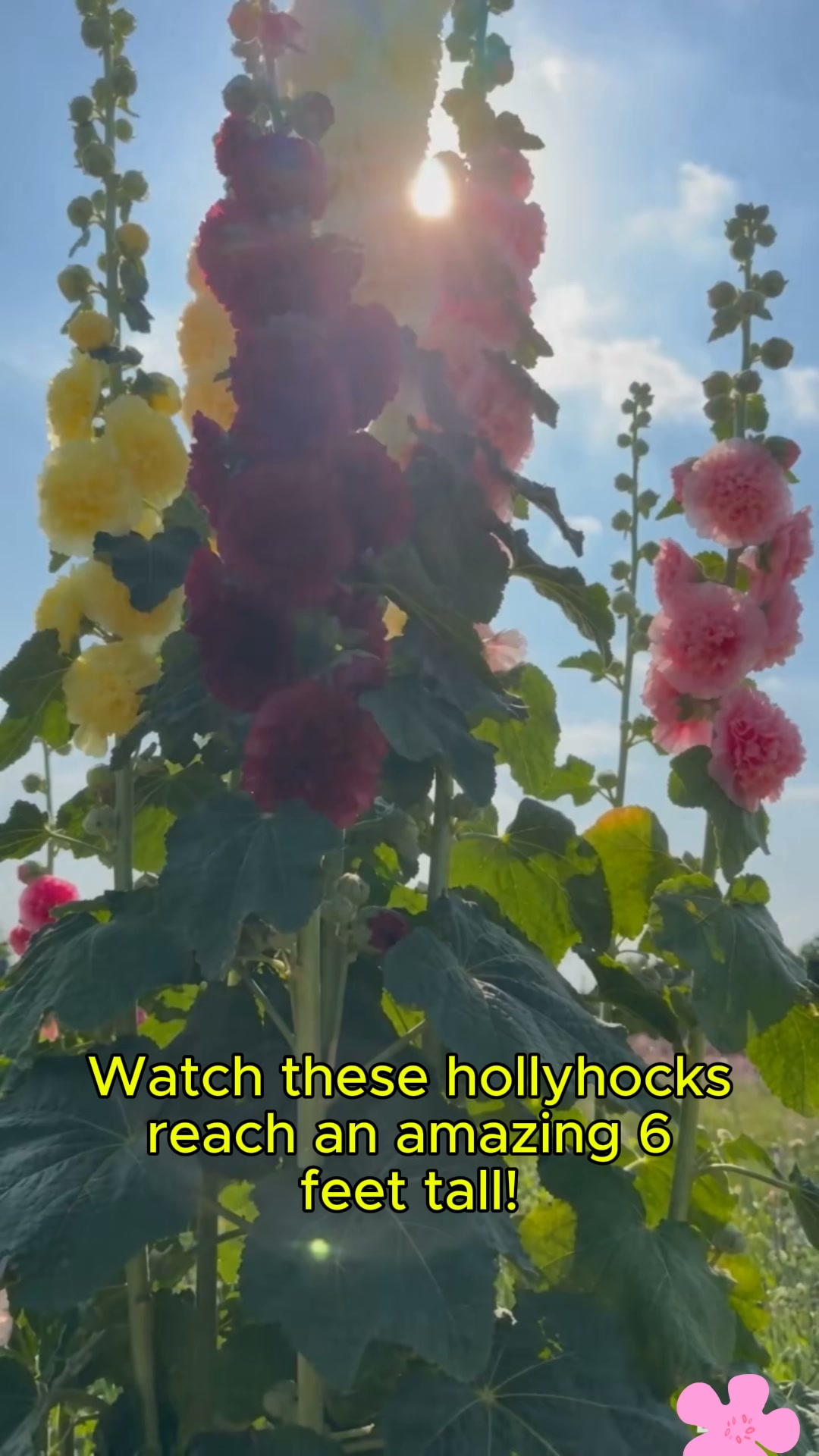 Headline: Grow Beautiful 6-Foot Flowers!