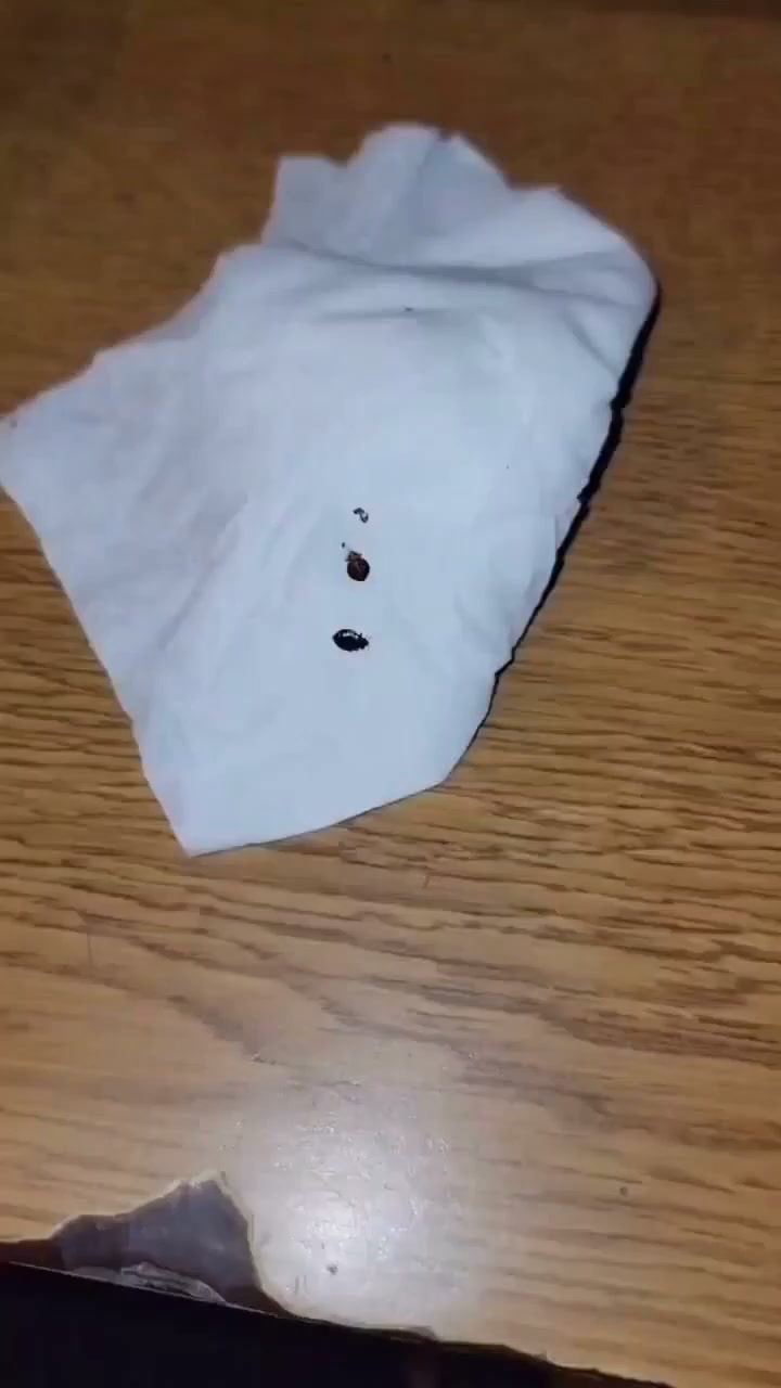 Por fin, di adiós a las chinches.