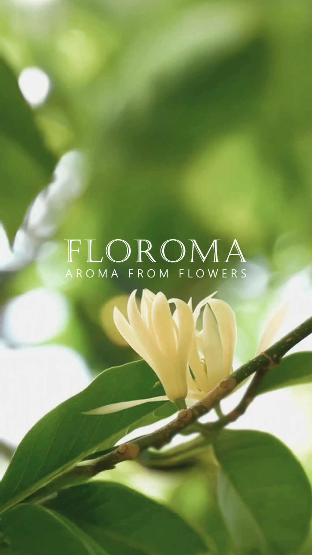 Floroma White Orchid Perfume Free shipping