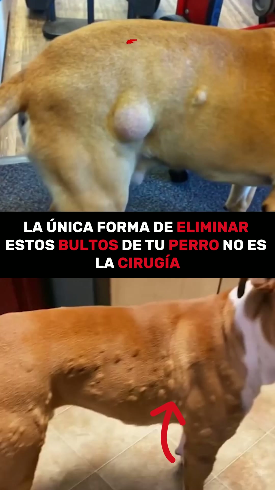 Envío GRATIS en 24/48h