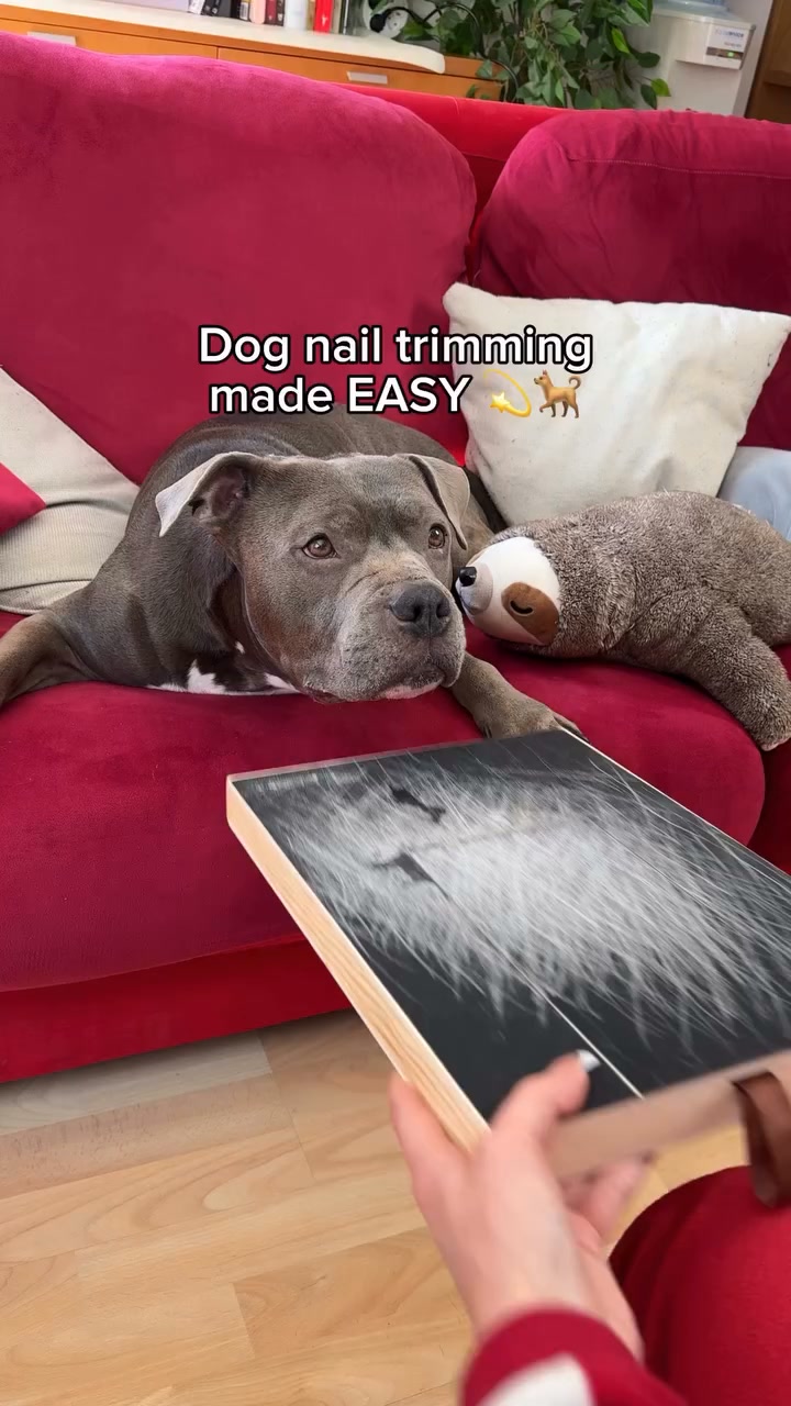 If Your Dog HATES Getting Their Nails Trimmed... This One's For You