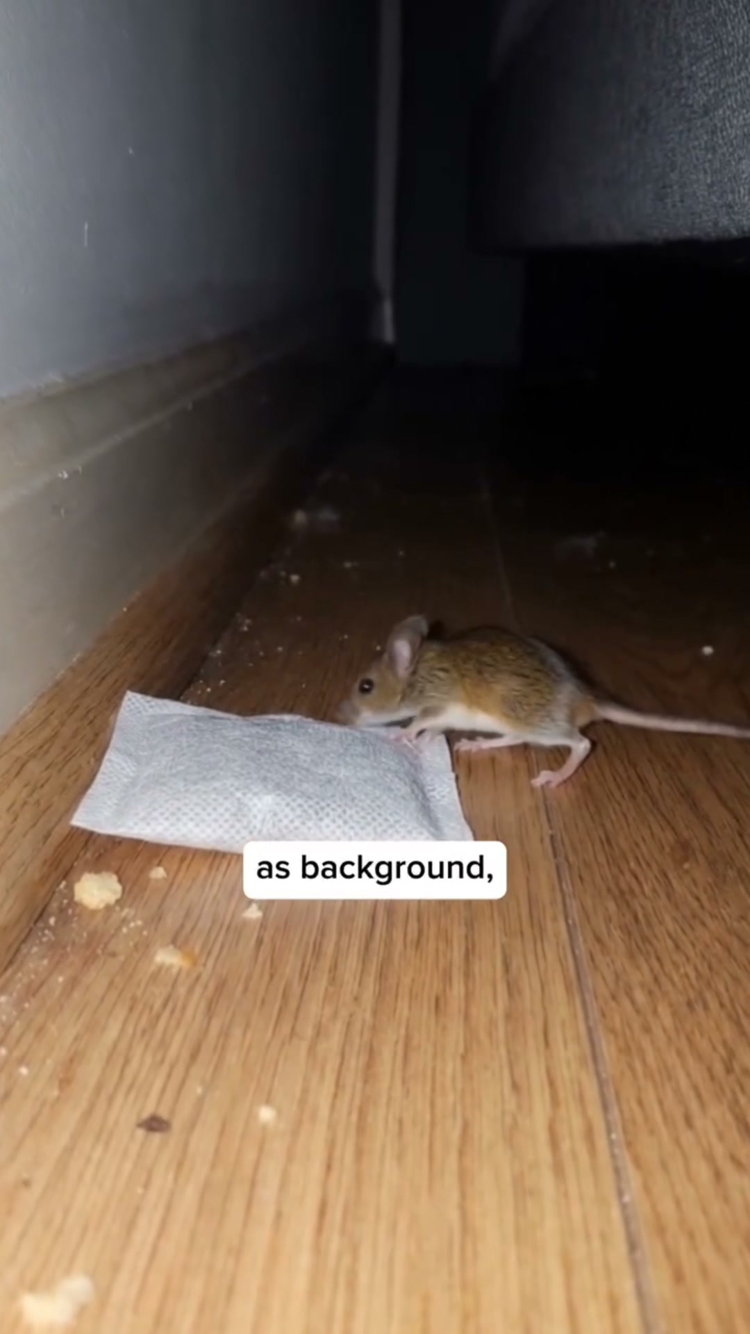 One Pouch. No More Mice.