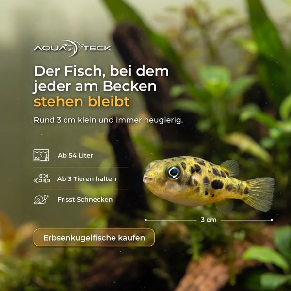 Der Fisch, bei dem alle stehen bleiben
