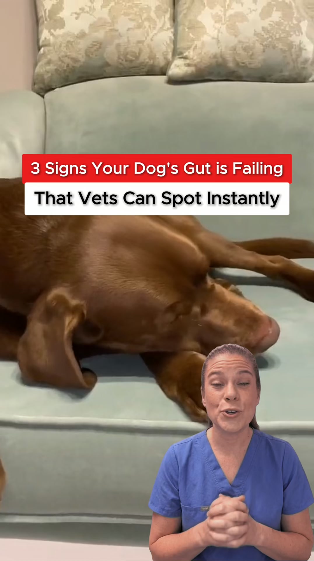 Boost Your Dog's Health Today!