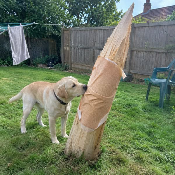 This is what stopped my dogs allergies