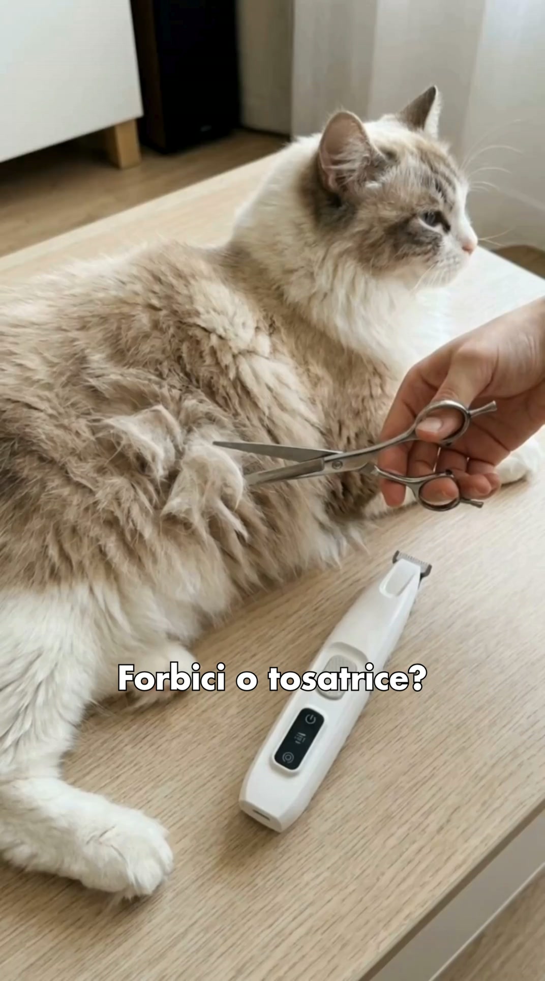 Basta forbici e strappi | Toelettatura sicura per gatti