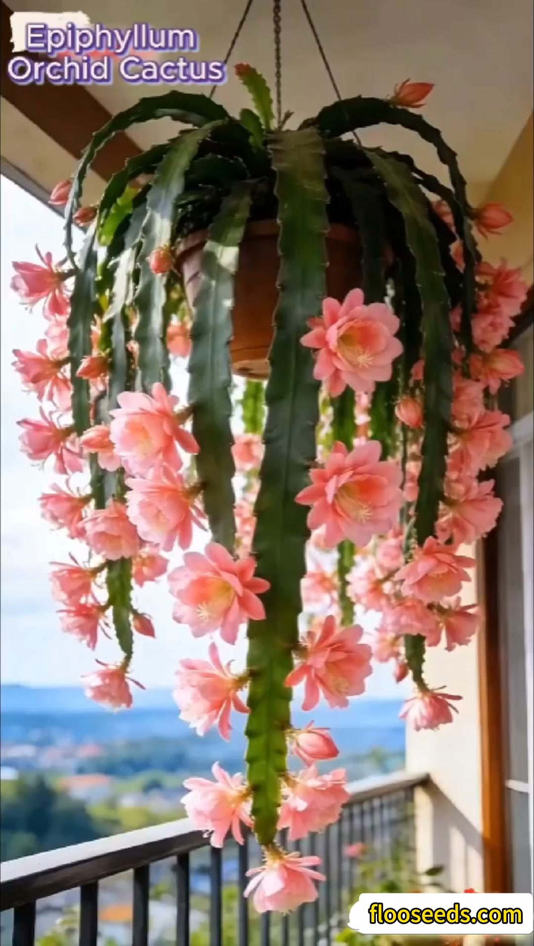 Rare Epiphyllum Orchid Cactus Easy to Grow, Stunning Blooms