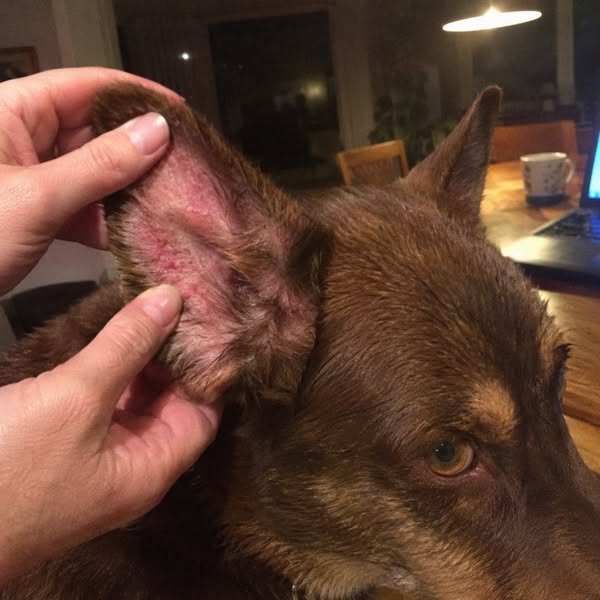 This is what stopped my dogs allergies