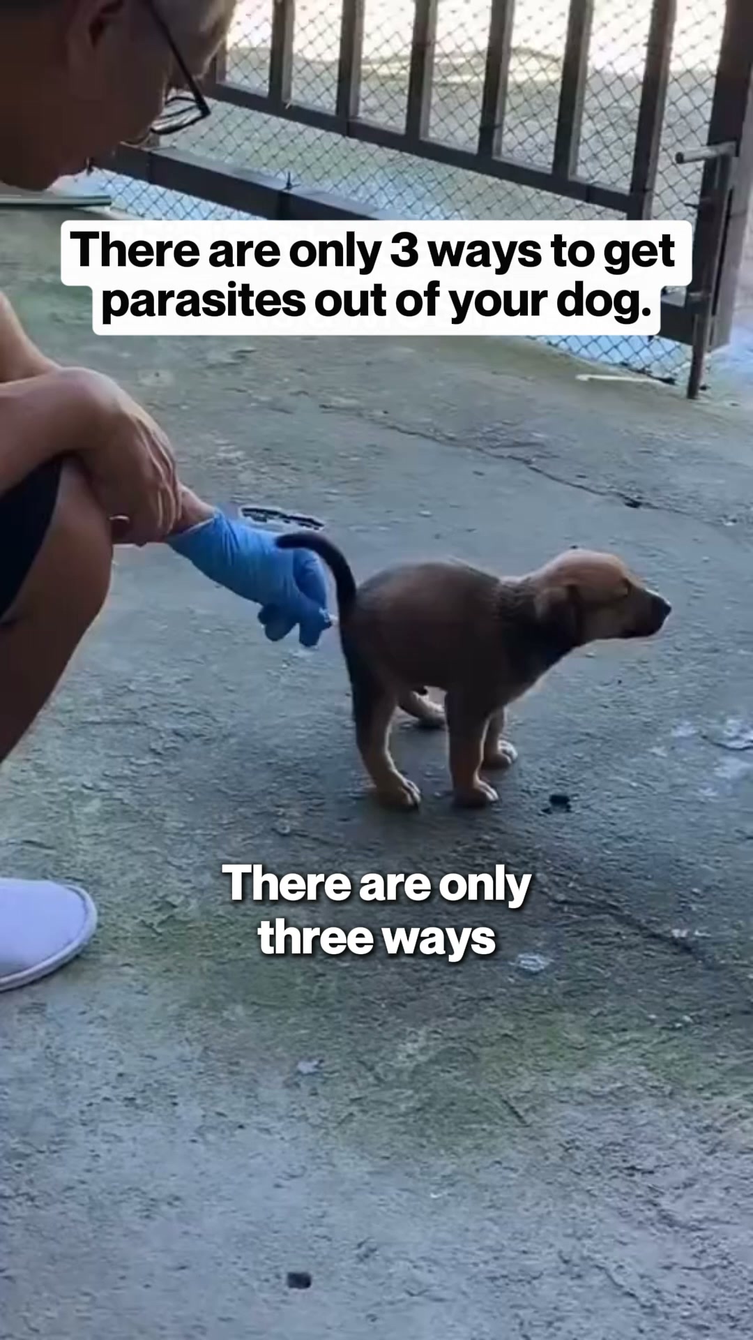 Boost Your Dog's Health Today!