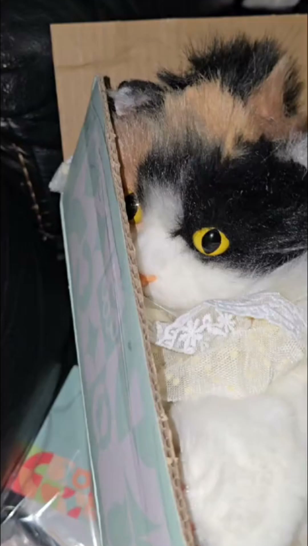 Carry Your Cat Everywhere