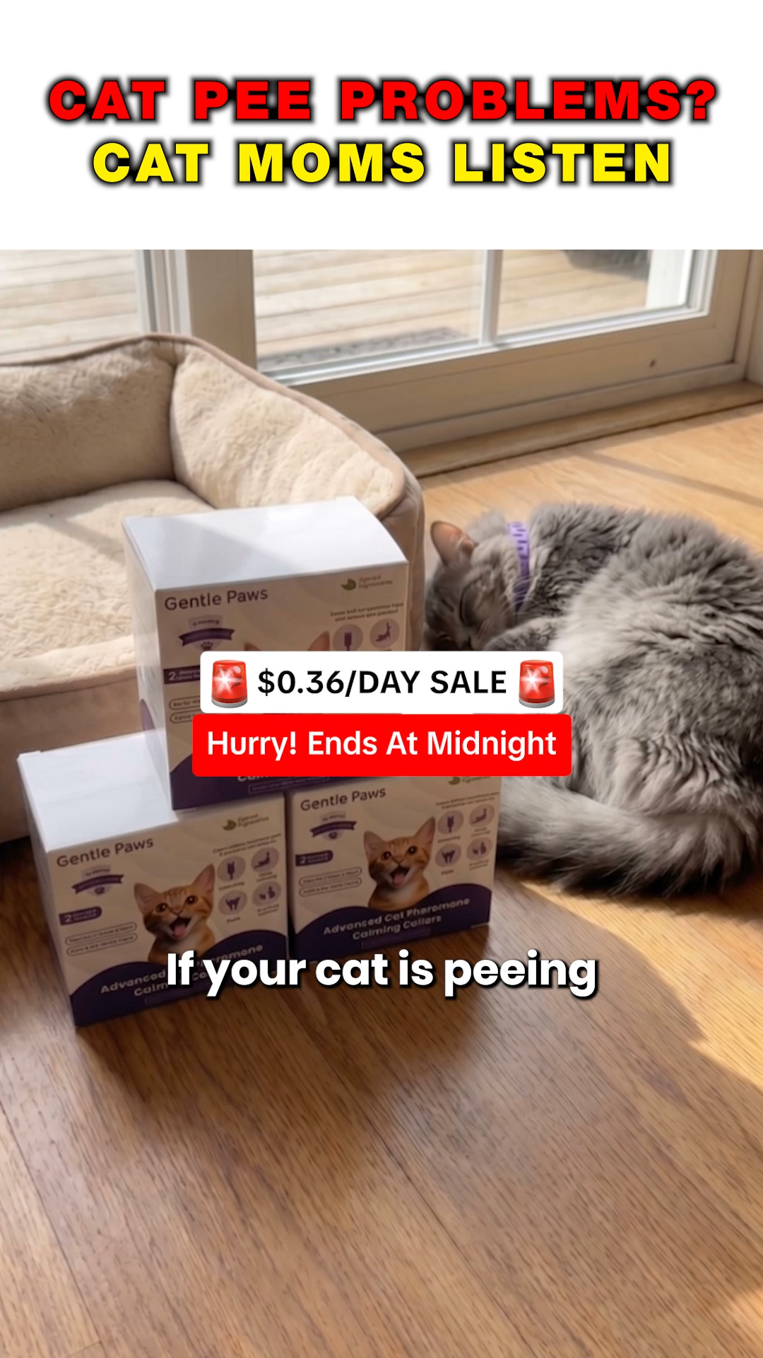 A Calming Collar for only $0.36/Day