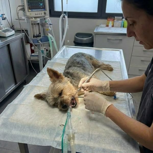 Le nettoyage des dents qui ne nécessite pas d'anesthésie