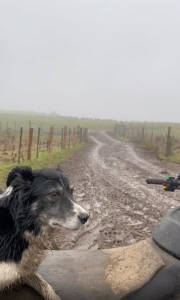 Read this if walks don't settle your dog