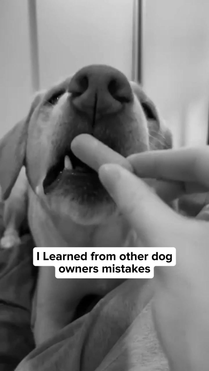 Clean your dog's teeth in 30 seconds without brushing