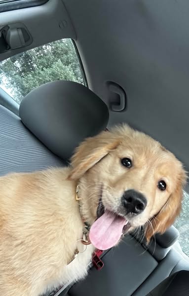 I almost gave up on my dog!