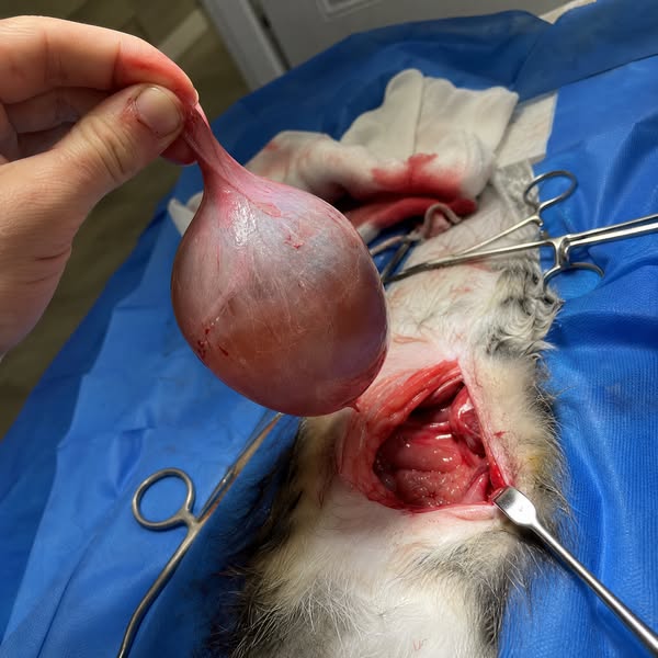 Stop watching your Cat suffer