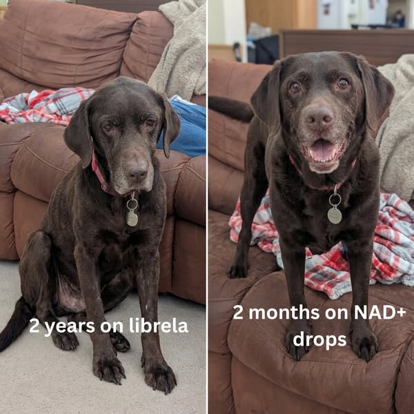 Read This If You Have A Dog