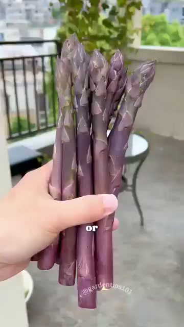 Four Seasons Asparagus Mary Washington Seeds