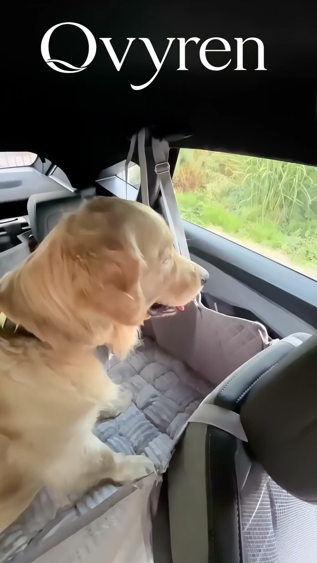 KÖR INTE MED DIN HUND UTAN DEN HÄR
