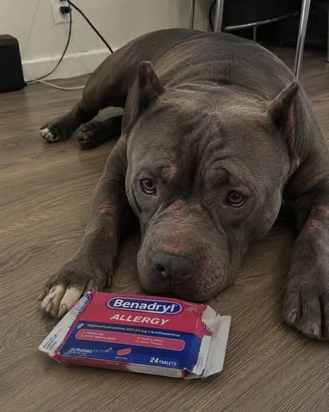 Avrei voluto che qualcuno me lo dicesse prima della terza visita dal veterinario...