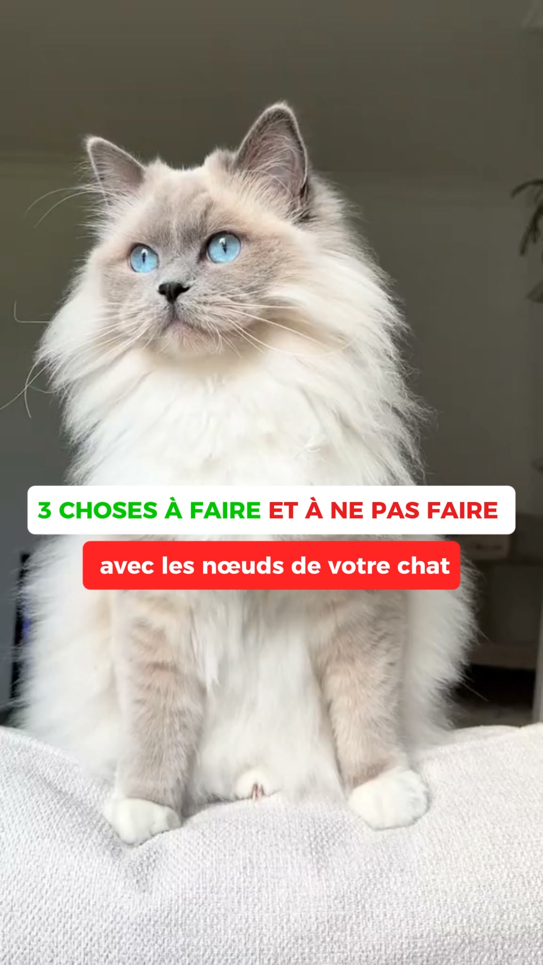 4.8 · +10 000 chats sauvés
