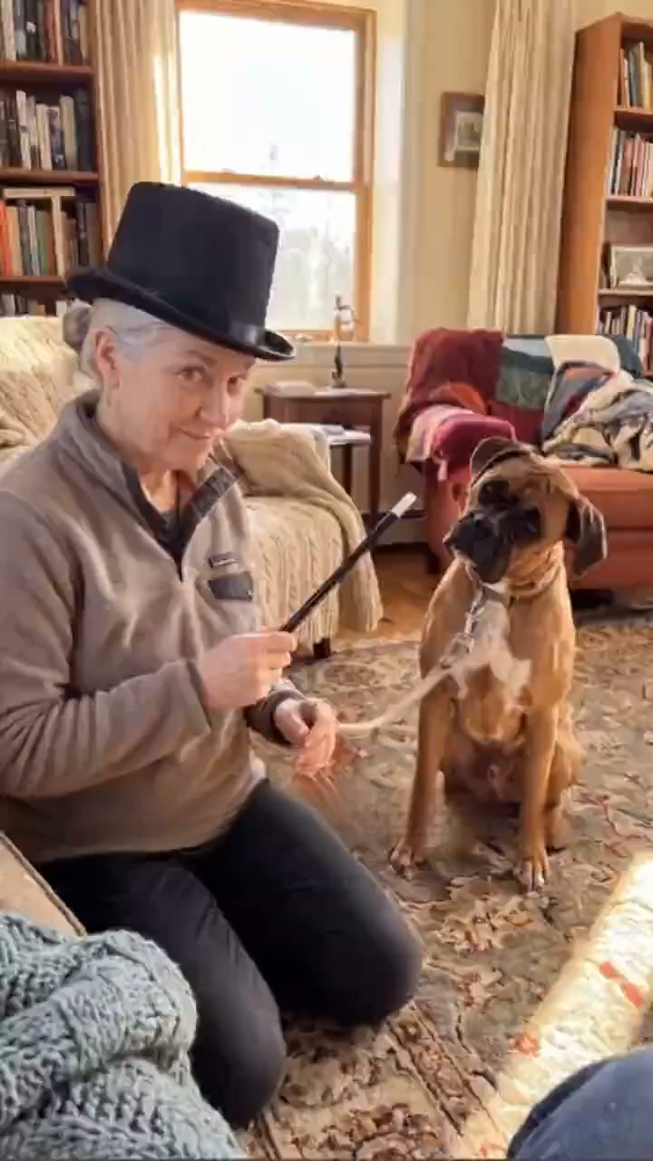 Le harnais anti-traction qui redirige votre chien.