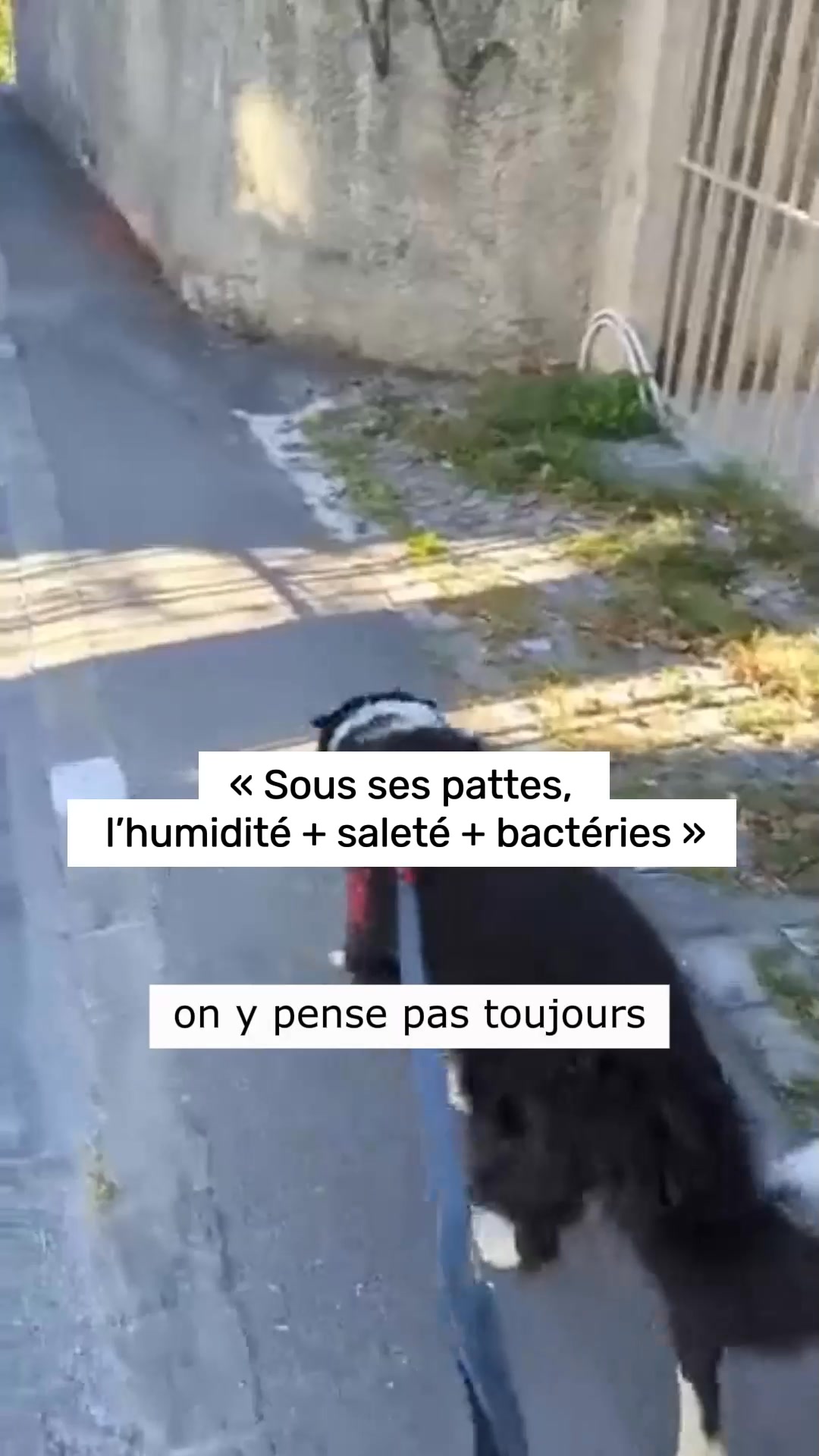 Recommandé par vétérinaires 20.000+ commandes