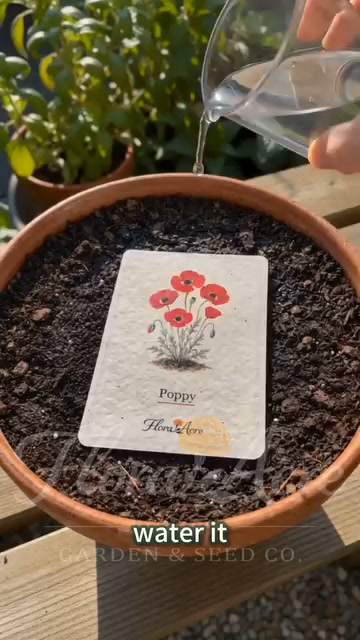 Anúncio de Fruholhoglelt Dithasti