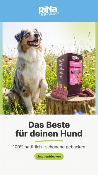 Das Beste für deinen Hund entdecken!