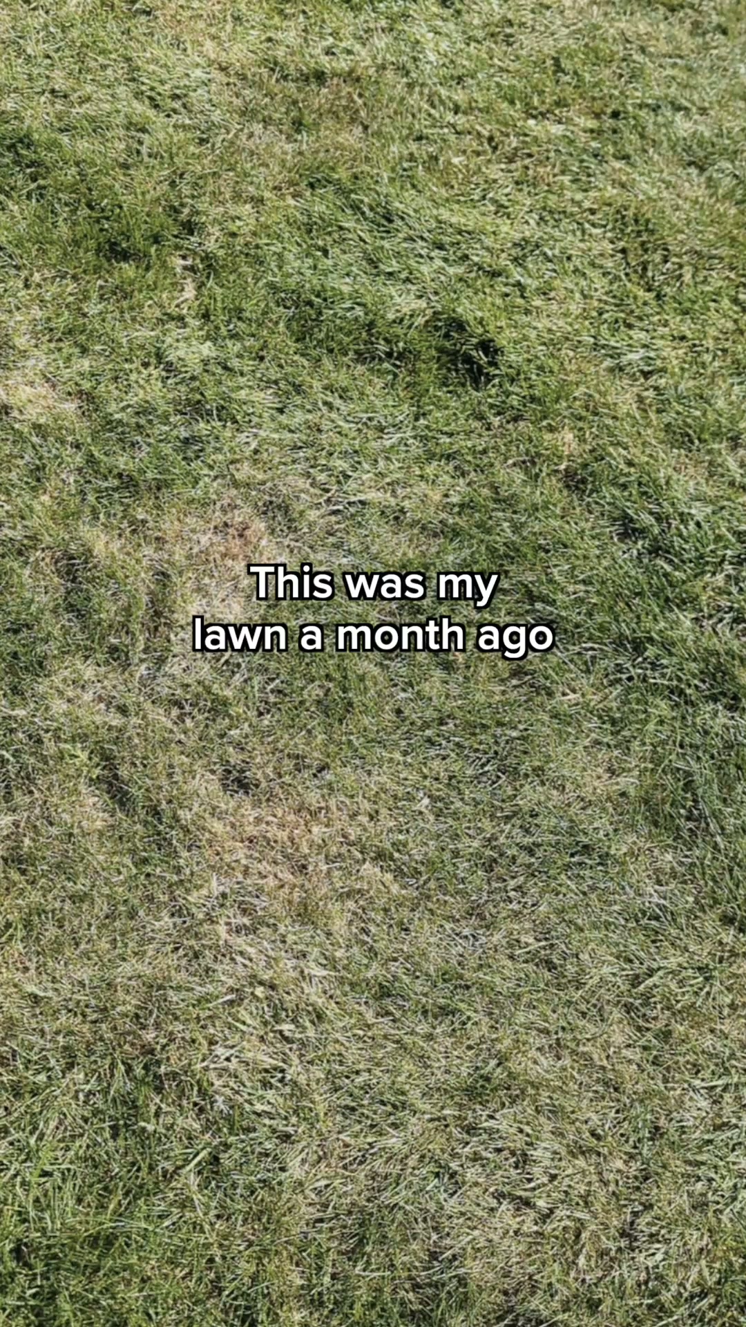 Fix Your Lawn In 4 Weeks