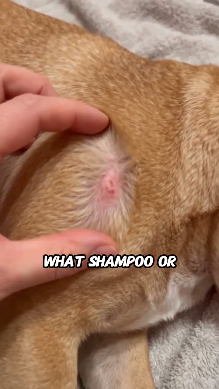 Your Frenchie deserves better.