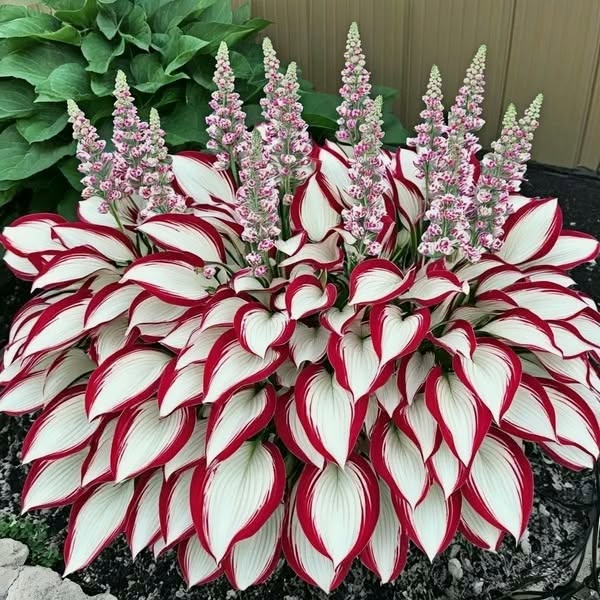2026 Special OfferRare Hosta Seeds - Patriot