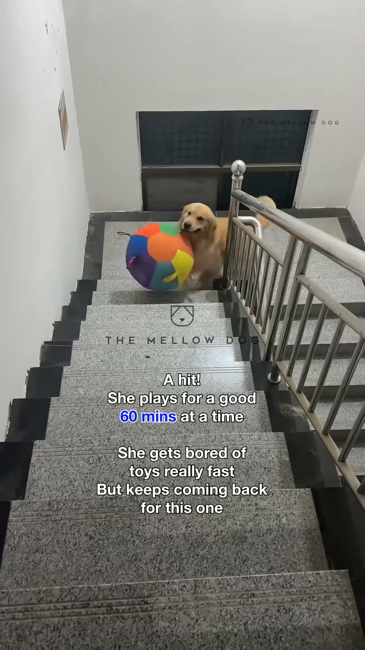 Watch your dog play like they've never played before