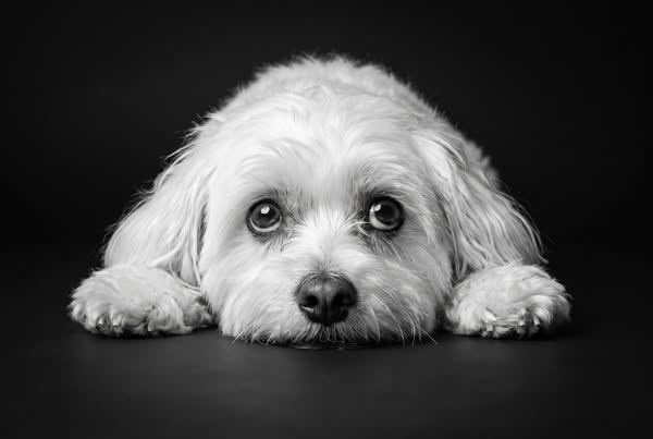 You Know That Look