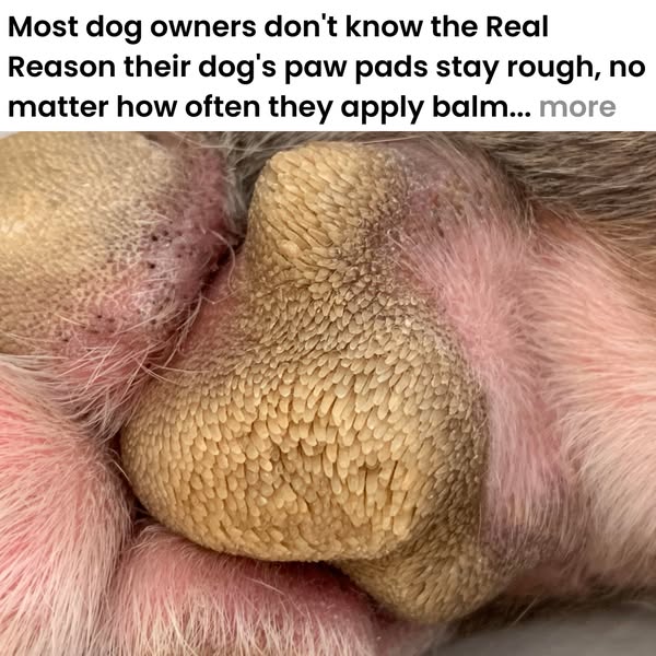 What I Got Wrong About Senior Dogs' Paws for Years