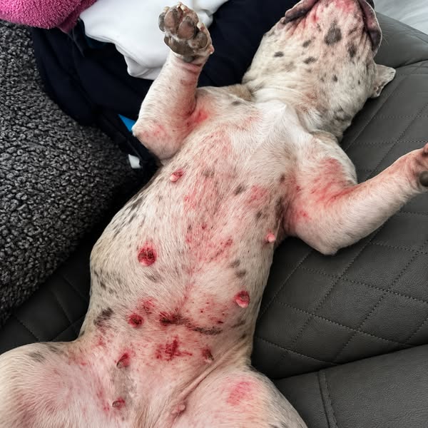 Read This Before Your Next Vet Bill